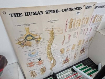 Lot Collection of full and part human anatomical...