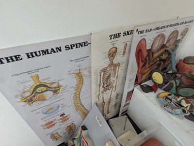 Lot Collection of full and part human anatomical...