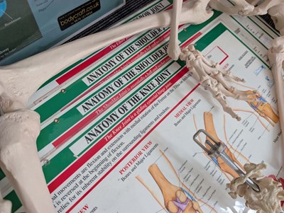 Lot Collection of full and part human anatomical...