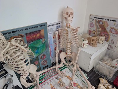 Lot Collection of human anatomical skeletal models...