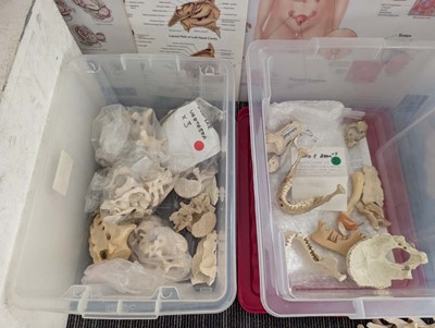 Lot Collection of human anatomical skeletal models...