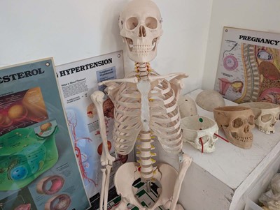 Lot Collection of human anatomical skeletal models...