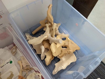 Lot Collection of human anatomical skeletal models...