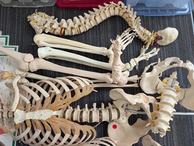 Lot Collection of human anatomical skeletal models...