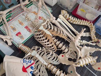 Lot Collection of human anatomical skeletal models...