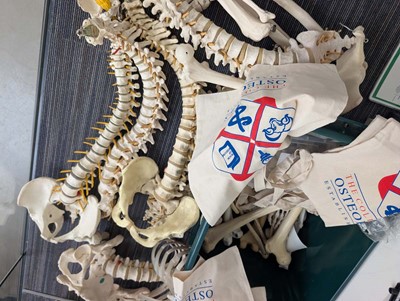 Lot Collection of human anatomical skeletal models...