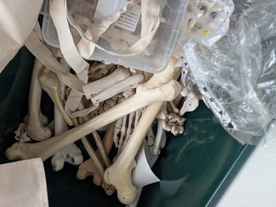 Lot Collection of human anatomical skeletal models...