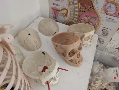 Lot Collection of human anatomical skeletal models...
